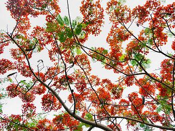 微软：动视和索尼的COD协议明年到期